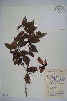 密毛假黃楊藏品圖，第1張