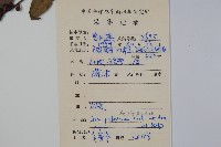 密毛假黃楊藏品圖，第2張