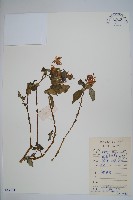 牯嶺鳳仙花藏品圖，第1張