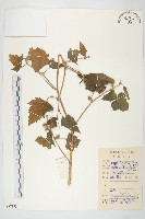 蒼耳藏品圖，第1張