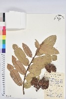 南嶺栲藏品圖，第1張