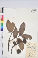 紅勾栲藏品圖，第1張