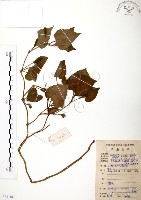 臭腥草、蕺菜藏品圖，第1張