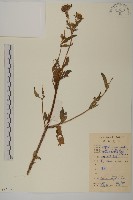 狼把草藏品圖，第1張