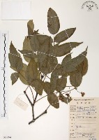 灰色木藍藏品圖，第1張