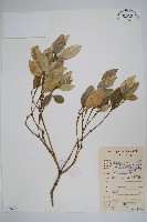 串珠子藏品圖，第1張