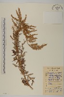 南毛蒿藏品圖，第1張