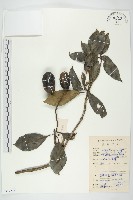 馬蹄參藏品圖，第1張