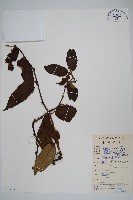 棕毛獼猴桃藏品圖，第1張