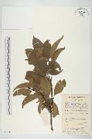 香港四照花藏品圖，第1張