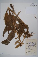 東南山梗菜藏品圖，第1張