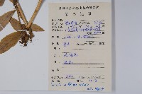 東南山梗菜藏品圖，第2張