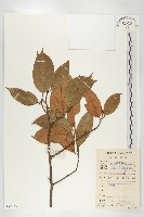 巴東胡頹子藏品圖，第1張