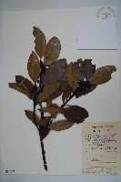 登錄號:S087244藏品圖，第1張