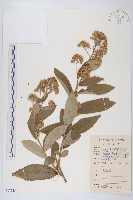 羊耳菊藏品圖，第1張