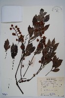 短梗幌楓藏品圖，第1張