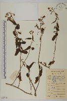 登錄號:S087264藏品圖，第1張