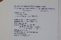 阿里山忍冬、漸尖葉忍冬藏品圖，第2張