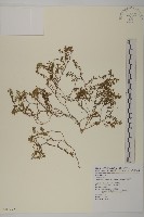 石胡荽、吐金草藏品圖，第1張