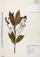 香楠藏品圖，第1張