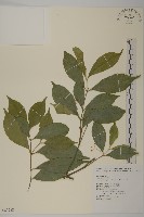 大丁黃藏品圖，第1張