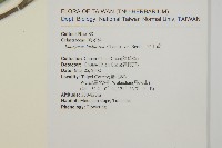 大丁黃藏品圖，第2張