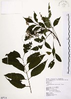 賊仔樹藏品圖，第1張