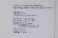 華九頭獅子草藏品圖，第2張