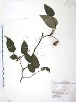 風藤藏品圖，第1張