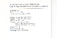 小葶藶藏品圖，第2張