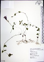 倒地蜈蚣藏品圖，第1張