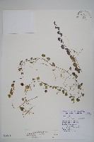 普刺特草藏品圖，第1張