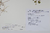 普刺特草藏品圖，第2張