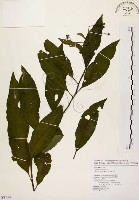 黑星紫金牛藏品圖，第1張