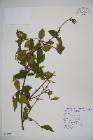 呂宋莢迷藏品圖，第1張