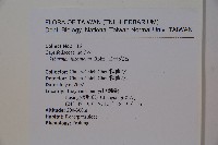 呂宋莢迷藏品圖，第2張