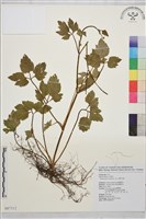 鉤柱毛茛藏品圖，第1張