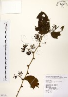 糙莖菝契藏品圖，第1張