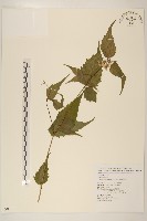 島田氏澤蘭藏品圖，第1張