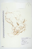 菟絲子藏品圖，第1張