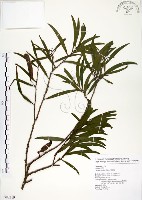 相思樹藏品圖，第1張