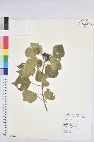 烏臼藏品圖，第1張