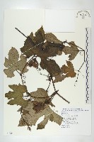 槭葉括摟藏品圖，第1張