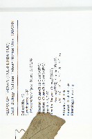 槭葉括摟藏品圖，第2張