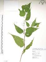 銳葉山黃麻藏品圖，第1張