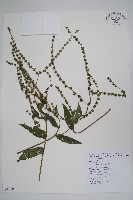 琉璃草藏品圖，第1張