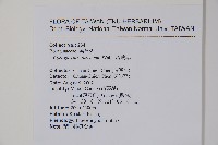 琉璃草藏品圖，第2張