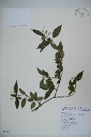 狹葉莢迷藏品圖，第1張