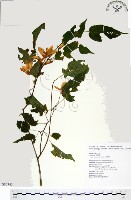 尖葉槭藏品圖，第1張