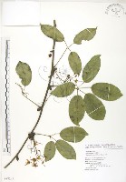 石月、橢圓葉石月藏品圖，第1張